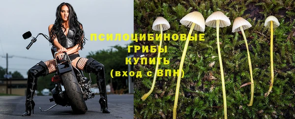 сатива Гусев